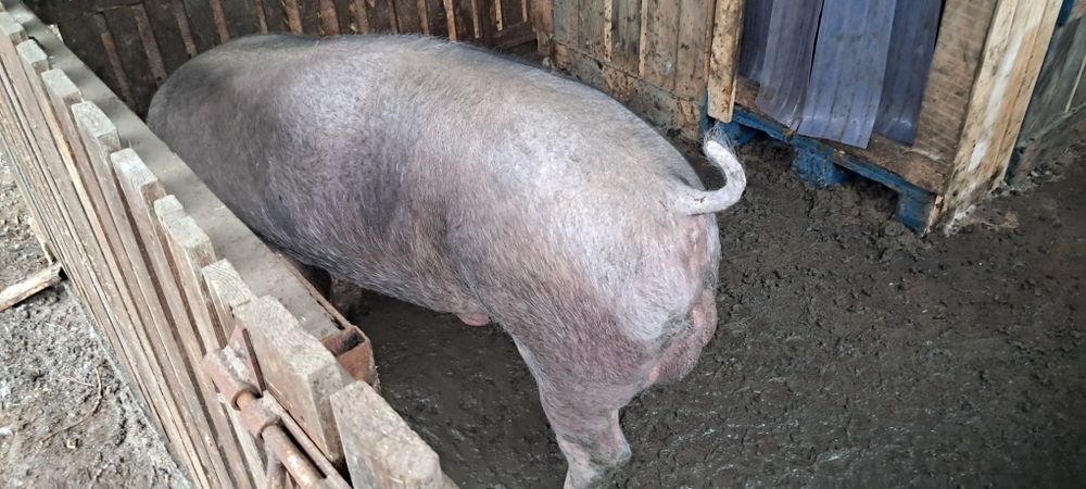 Продам кнура породи дюрок