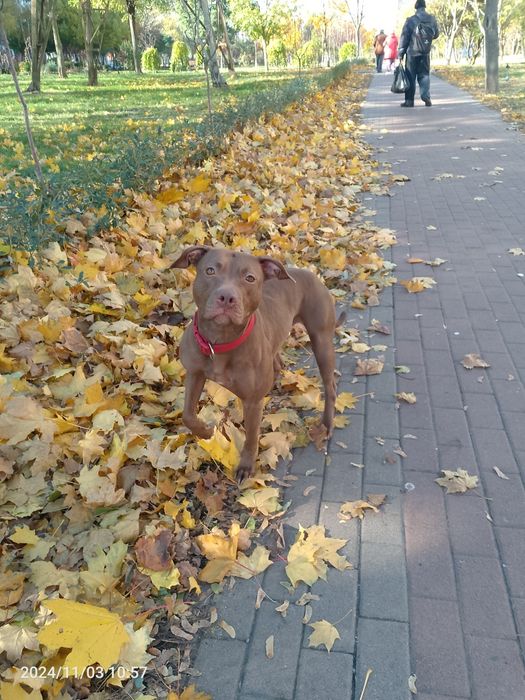 Є цуценята пітбуля, залишилось 2