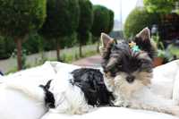 Malutki piesek Yorkshire Terrier Biewer