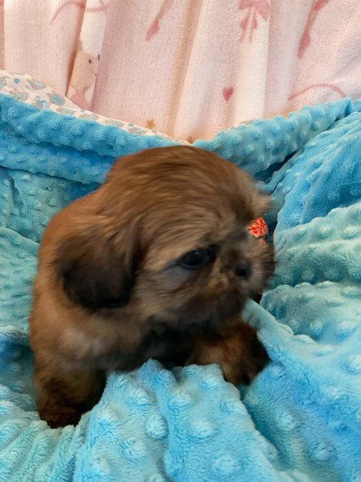 Shih - Tzu Salonowe, Pieski