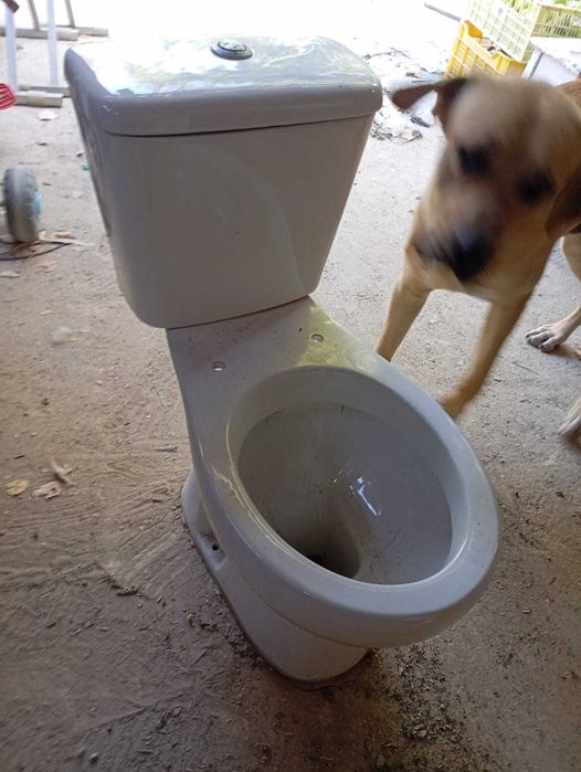 Sanitas com autoclismo