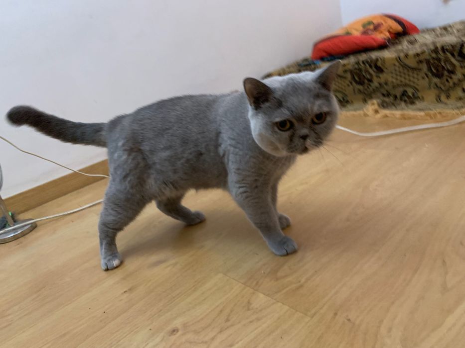 British shorthair adopção responsável