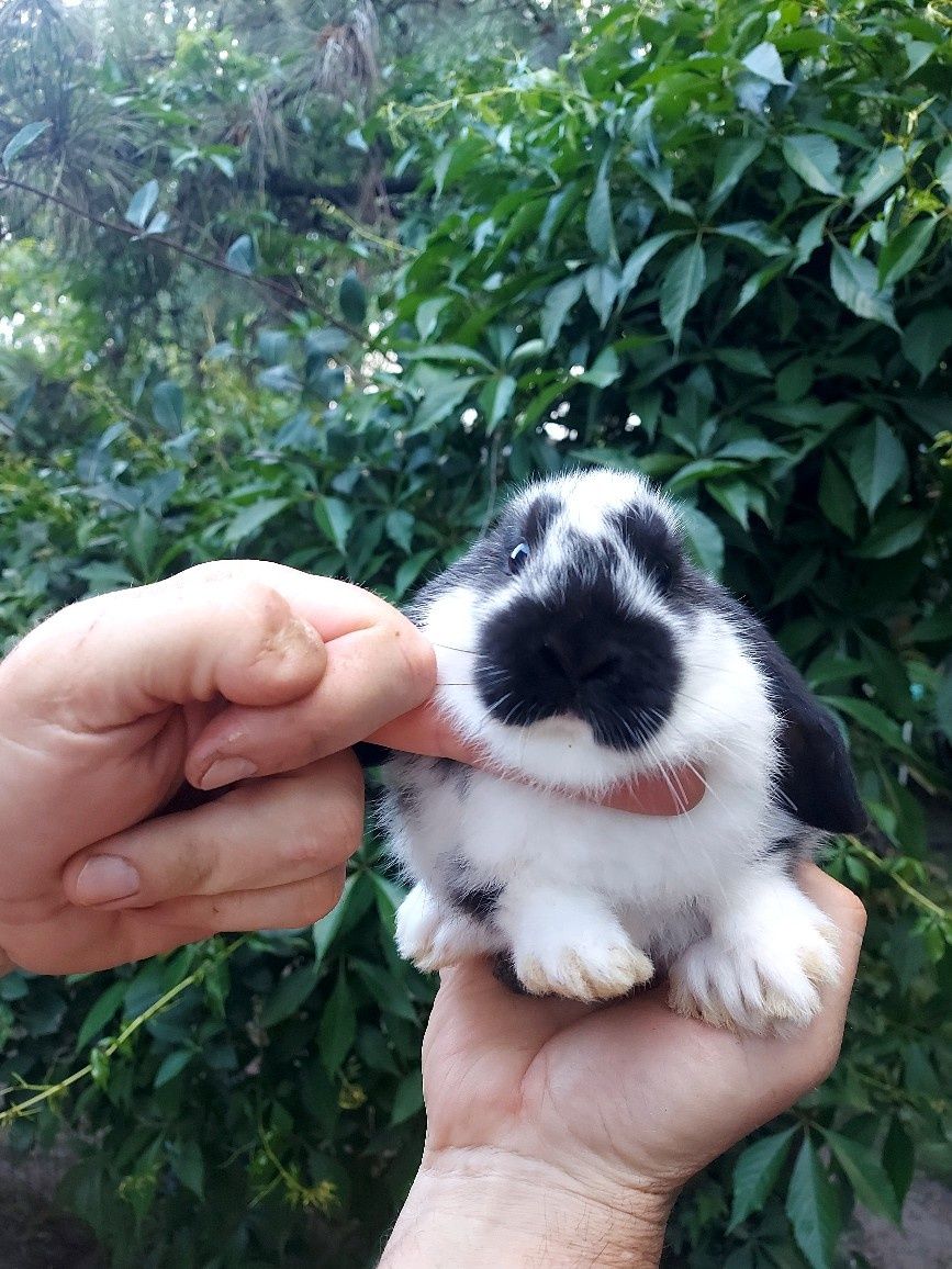 Baranek miniaturka