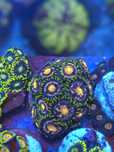 Frags de zoas, corais agua salgada
