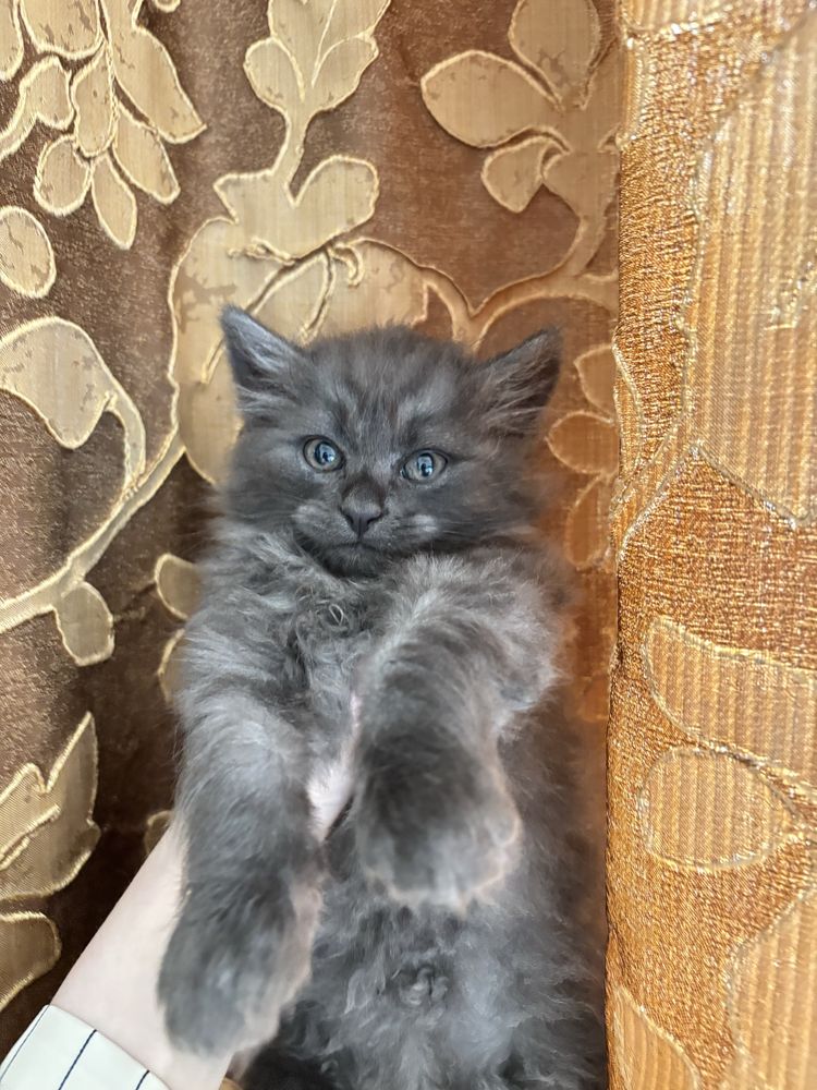 кошеня у добрі руки, 2 місяці, пухнастий сірий котик