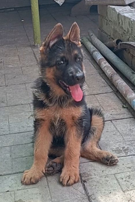 Крупные малыши с родословной.