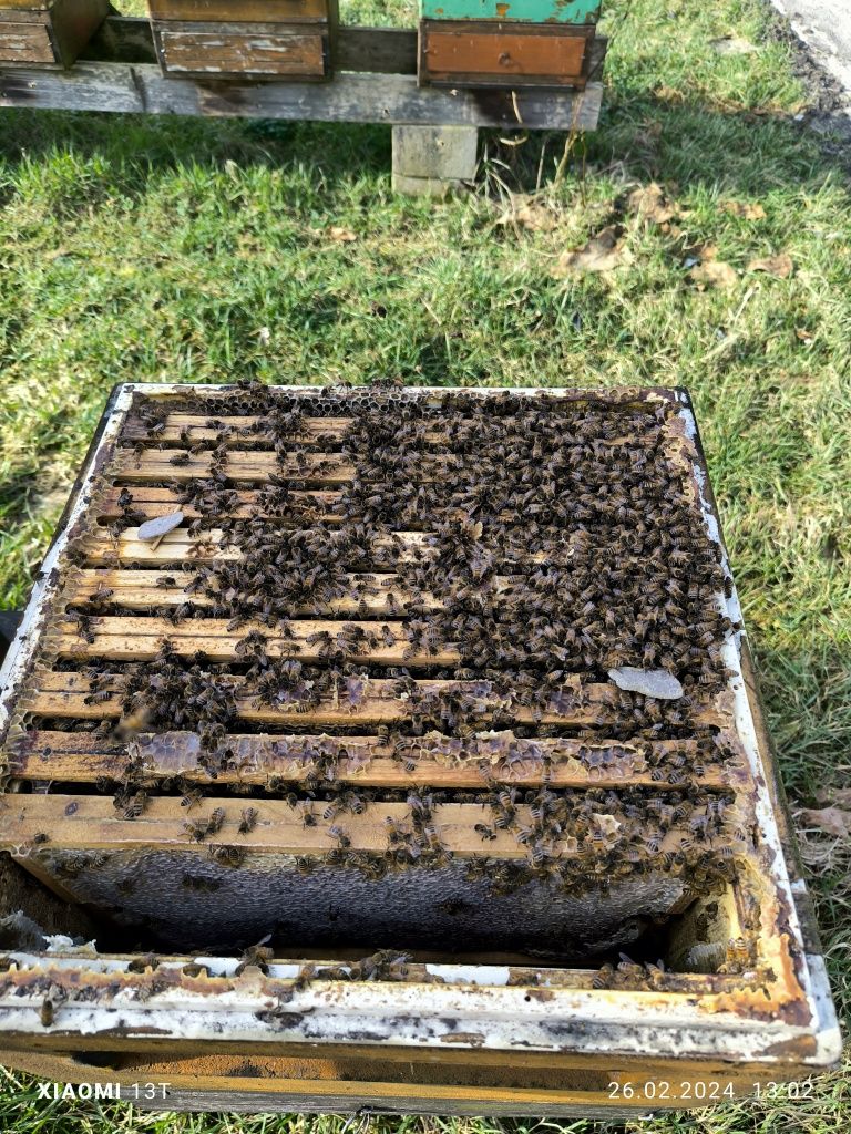 Przezimowane rodziny pszczele, matki, Odkłady