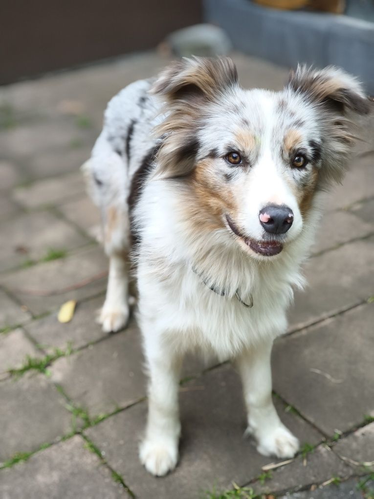 Border Collie Zkpw Wrocław -Zapowiedż miotu