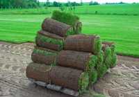 Рулонний газон (трава), відмінної якості.