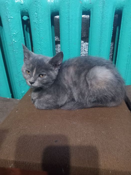 Віддам даром у хороші руки