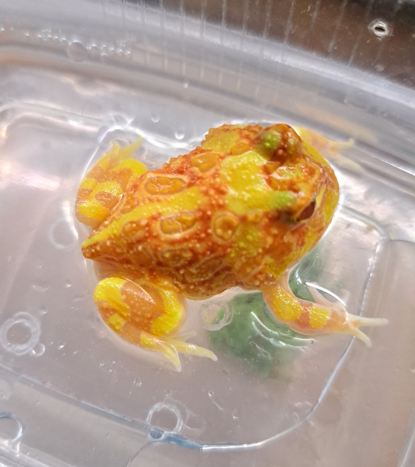 Żaba rogata / Ceratophrys cranwelli / Płazy