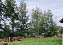 Drzewo opalowe sosna