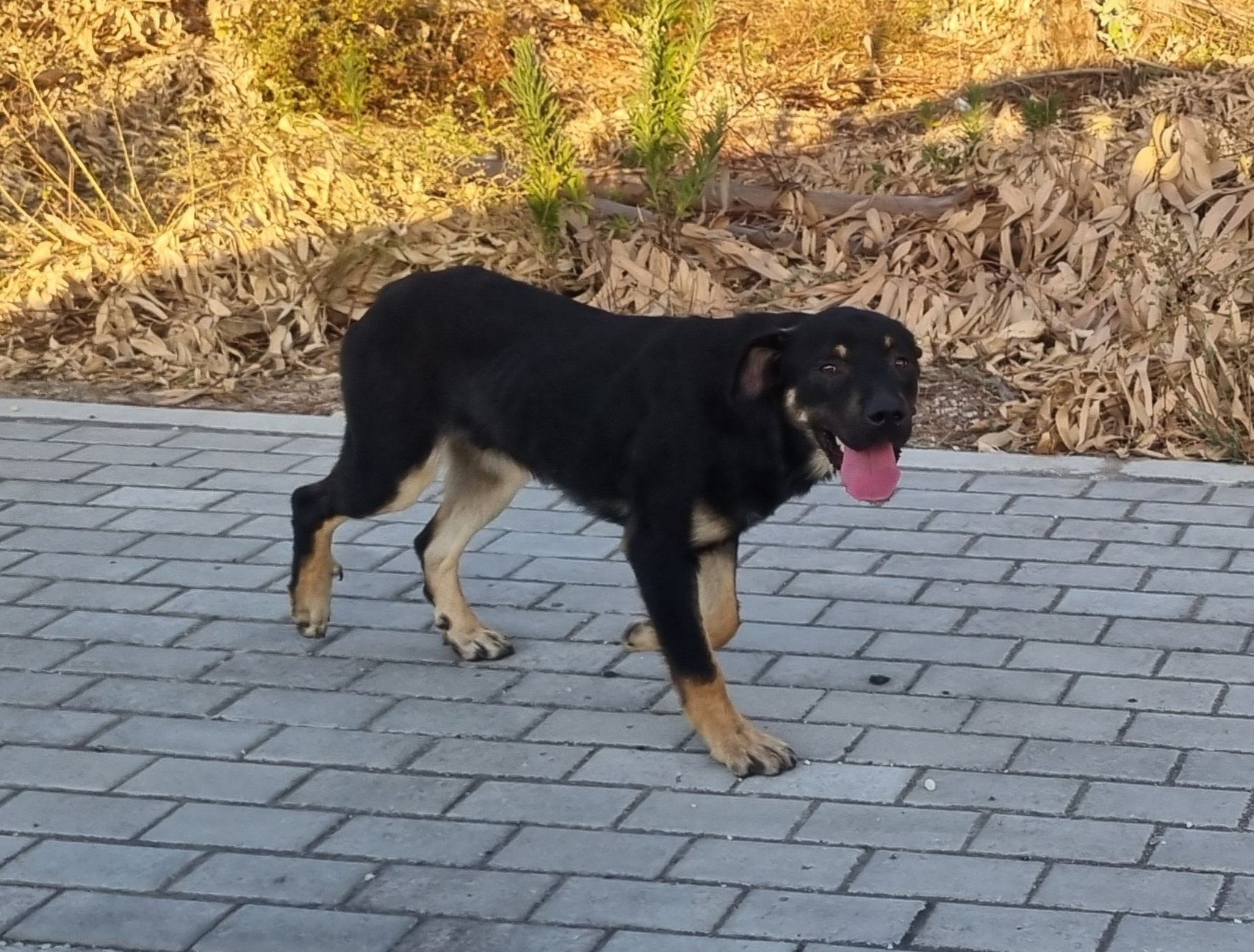 Cão Macho para adoção