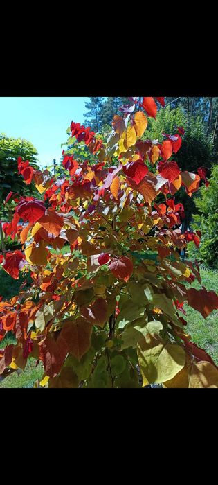 Judaszowiec eternal flame 180-200