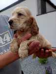 Cocker spaniel angielski