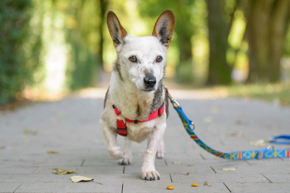 Lima - malutka ok 8 kg starsza sunieczka szuka domu