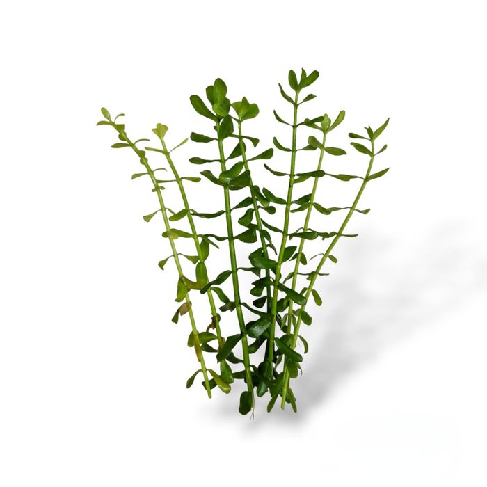 Planta "Bacopa monnieri" 8cm p/ Aquários (Fácil)