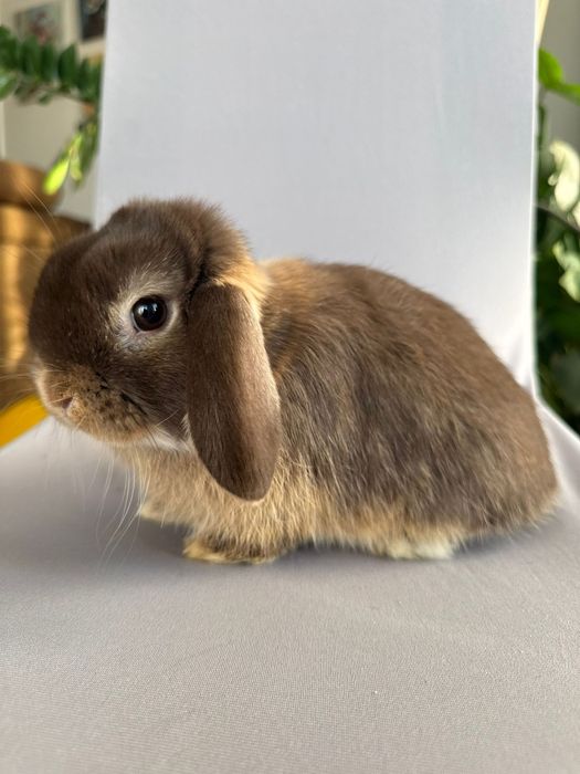 Królik miniaturka