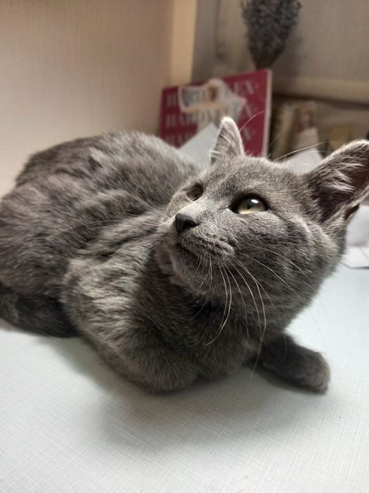 Киця сіренька ...