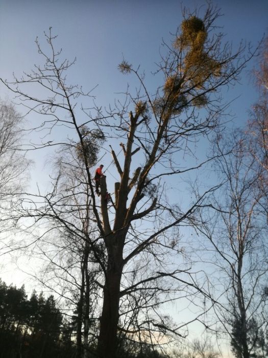 Wycinka i przycinka drzew metodą alpinistyczna wraz z mieleniem gałęzi