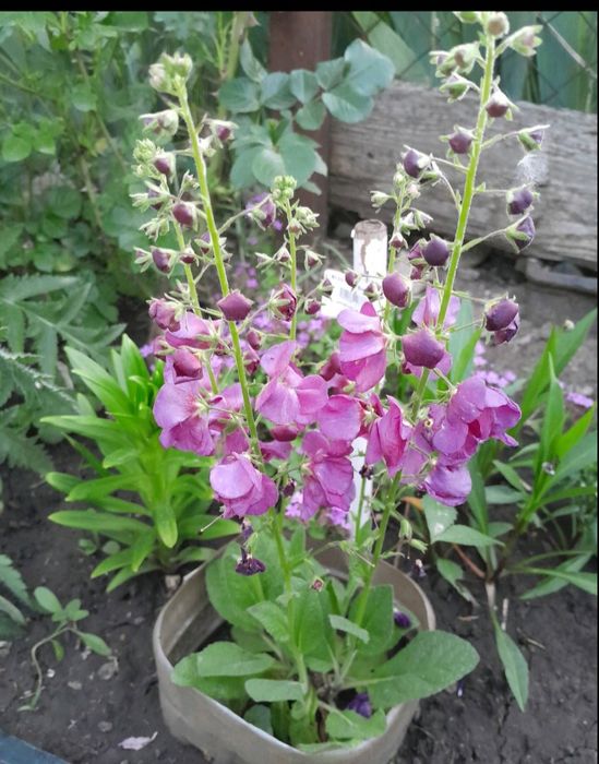 Вербаскум (коровяк)