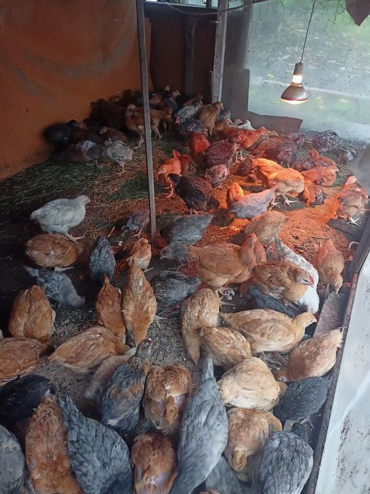 Продам курей и курчат