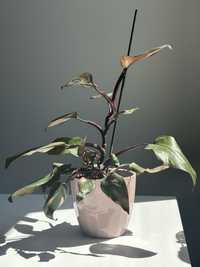 Philodendron Pink Princes duza roslina