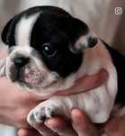 Buldog buldozek Francuski