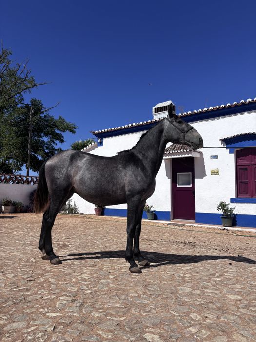 Poldro Lusitano Puro 2 anos
