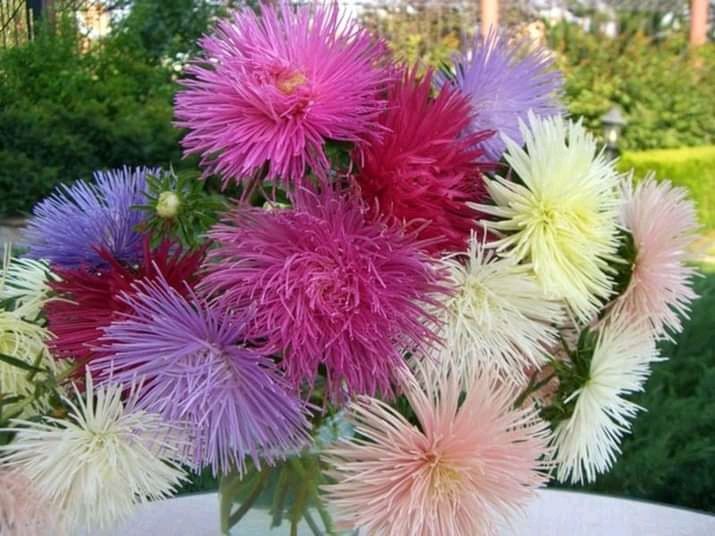 Продаю насіння айстри.