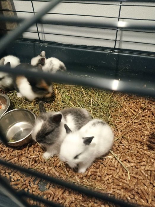 Królik miniaturka