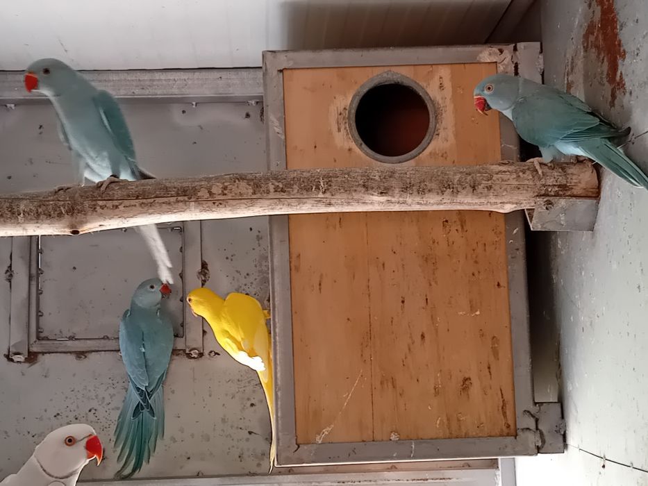 Ring neck novos de 2025