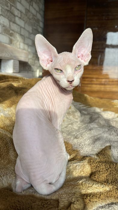 Сфінкс, хлопчик 4 міс., красень