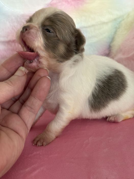 **Długowłosa sunia Calineczka**