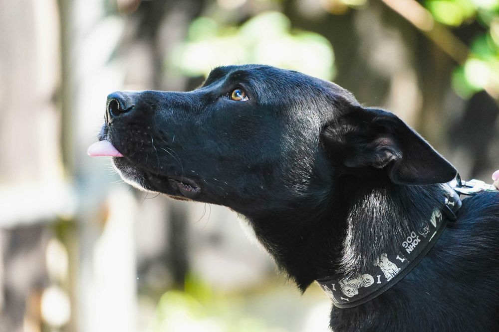 Parker - młody, energiczny pies szuka domu