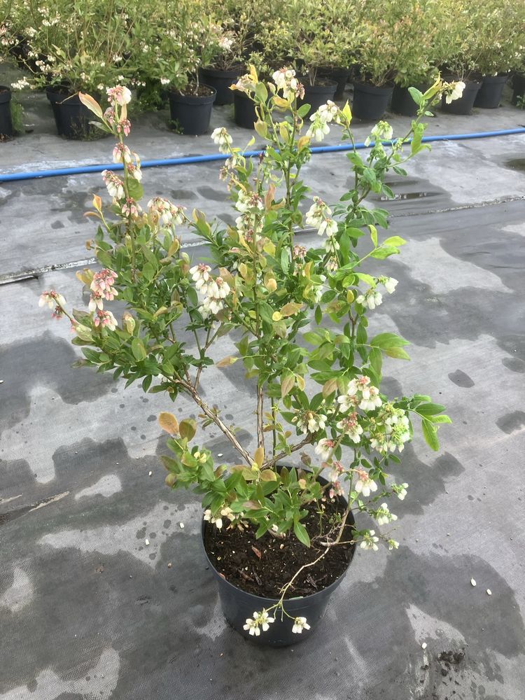 Borówka Amerykańska BLUE CROP   Duke   c10 roślina 5-letnia