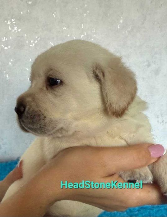 Щенок Лабрадора ретривера