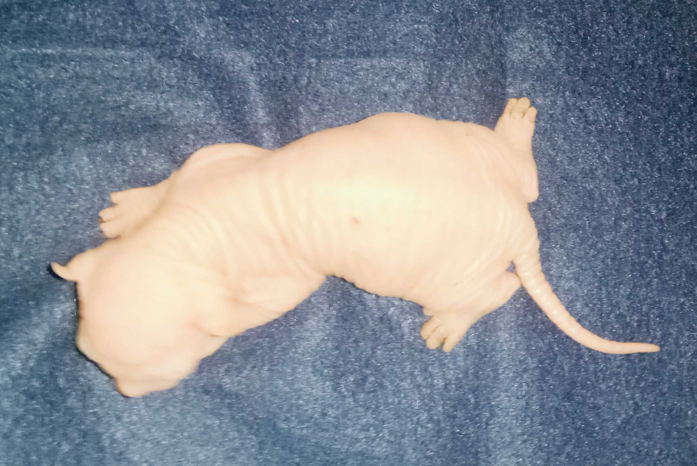 Sphynx de qualidade