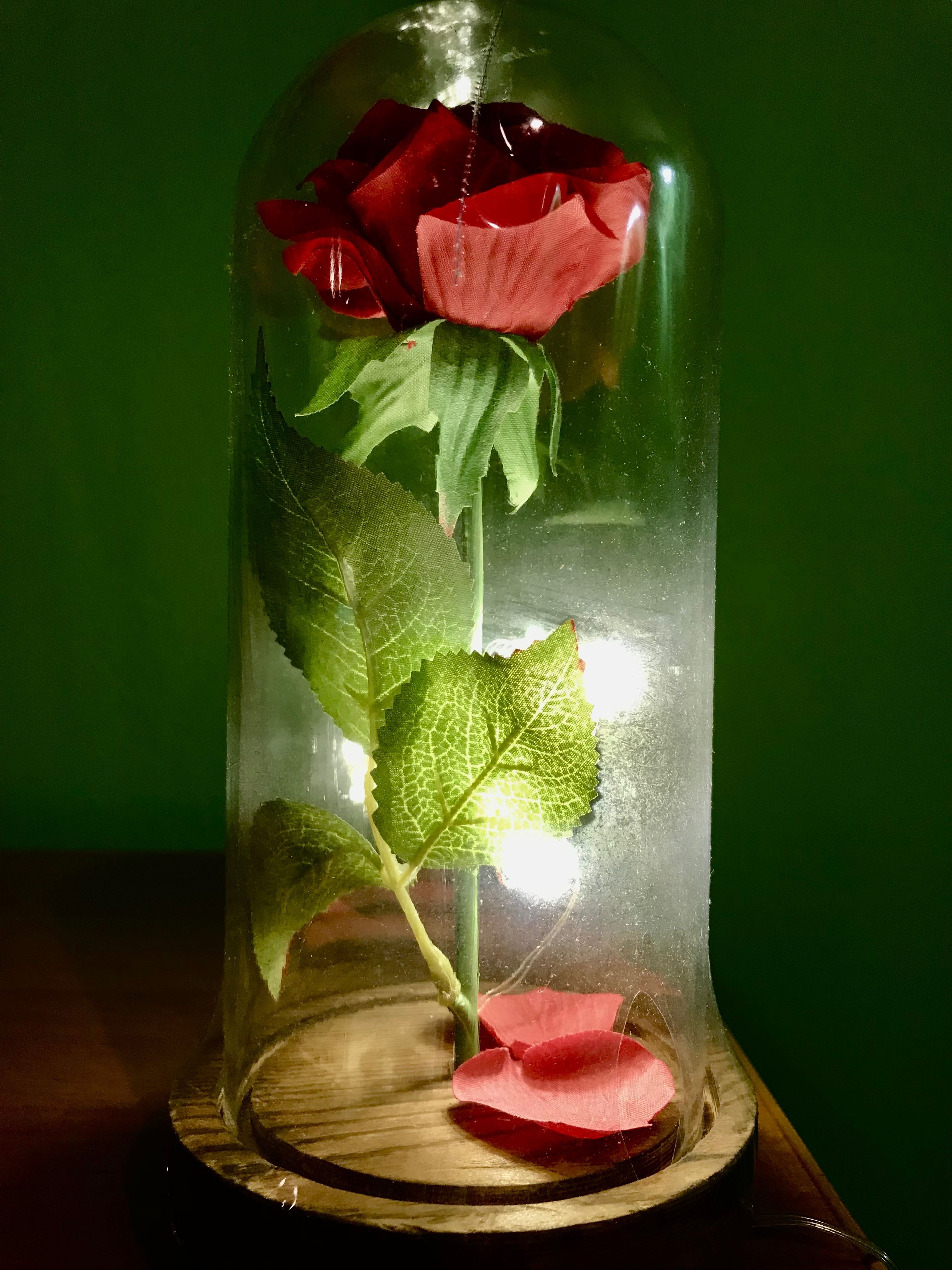 Wieczna róża przepiękna