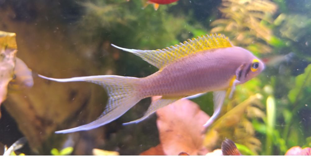 Неолампрологус пульхер(Дафаділ)