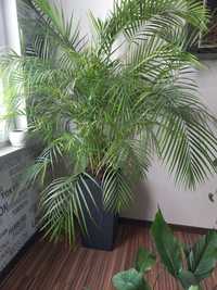 Areka palma Areca Dypsis- wys.180 cm z donicą