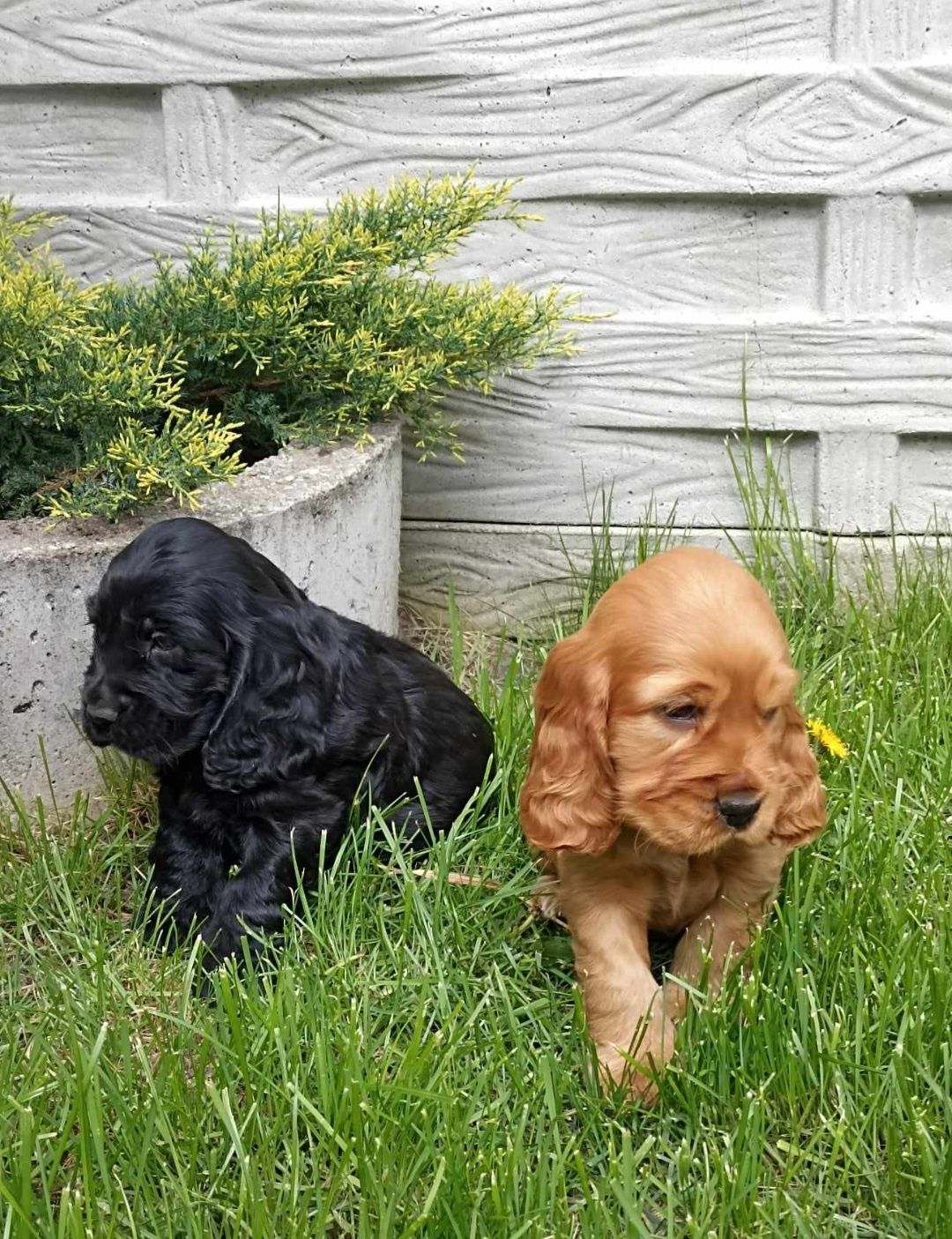 Cocker spaniel szczeniak 7tyg