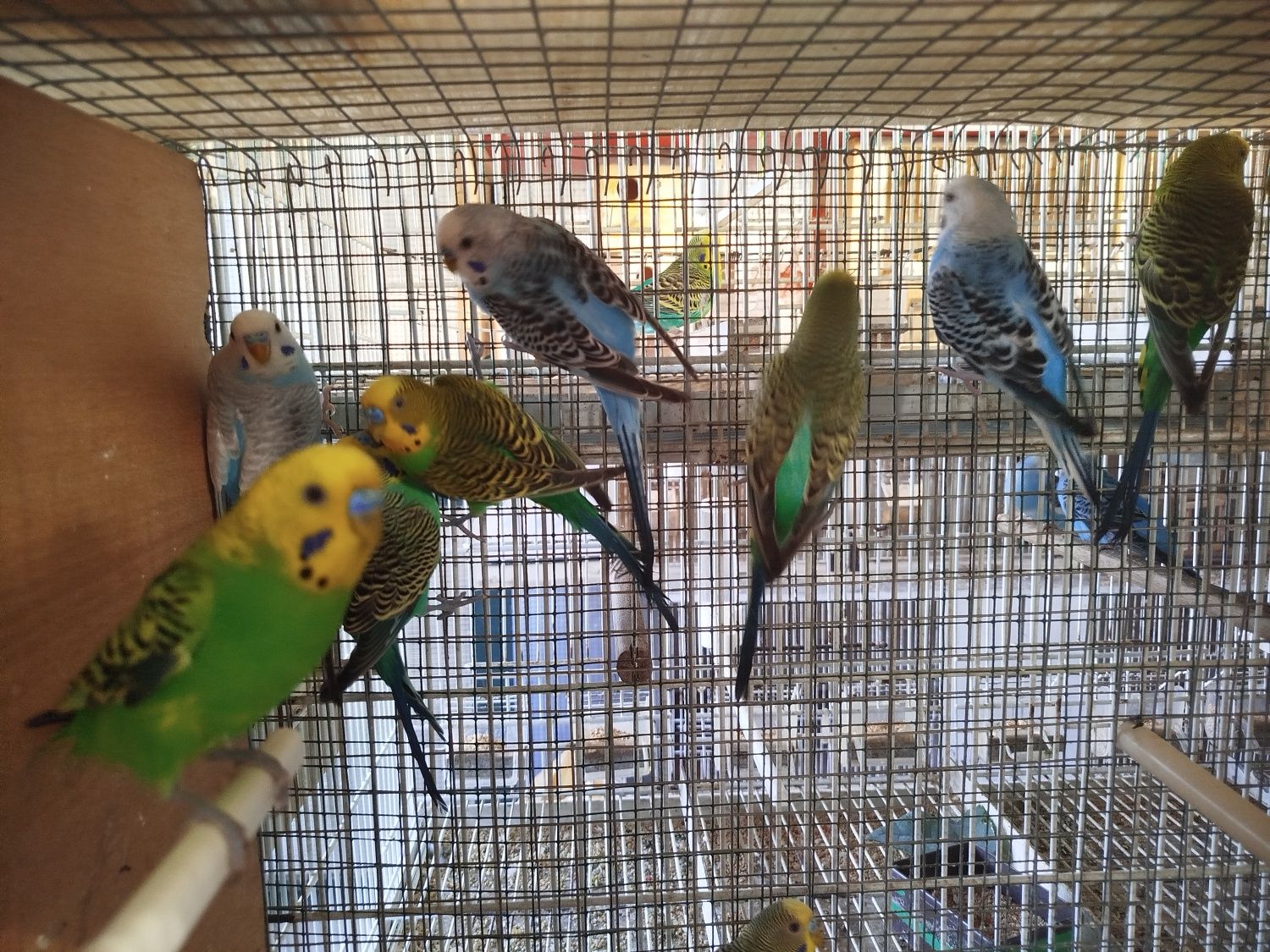 Periquitos Australianos