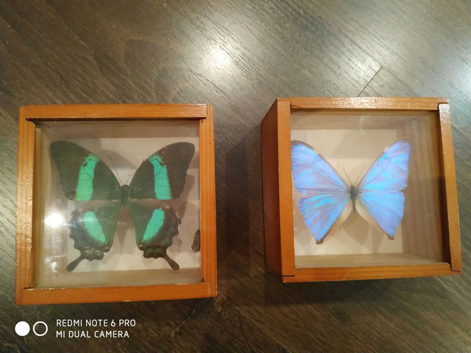 Бабочки в деревянной коробке под стеклом