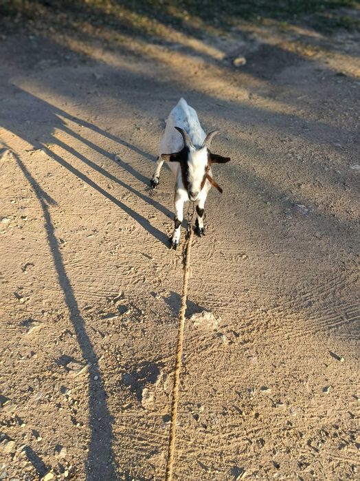 Vendo duas cabras macho e fêmea