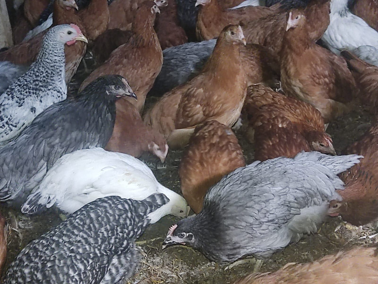 Kury Nioski Kolorowe Rosa Dominant Leghorn Lohman Leghorn