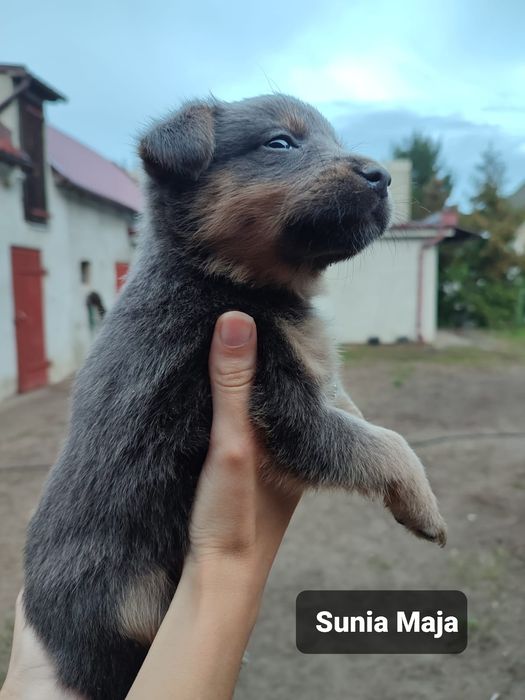 Szczeniaki do adopcji