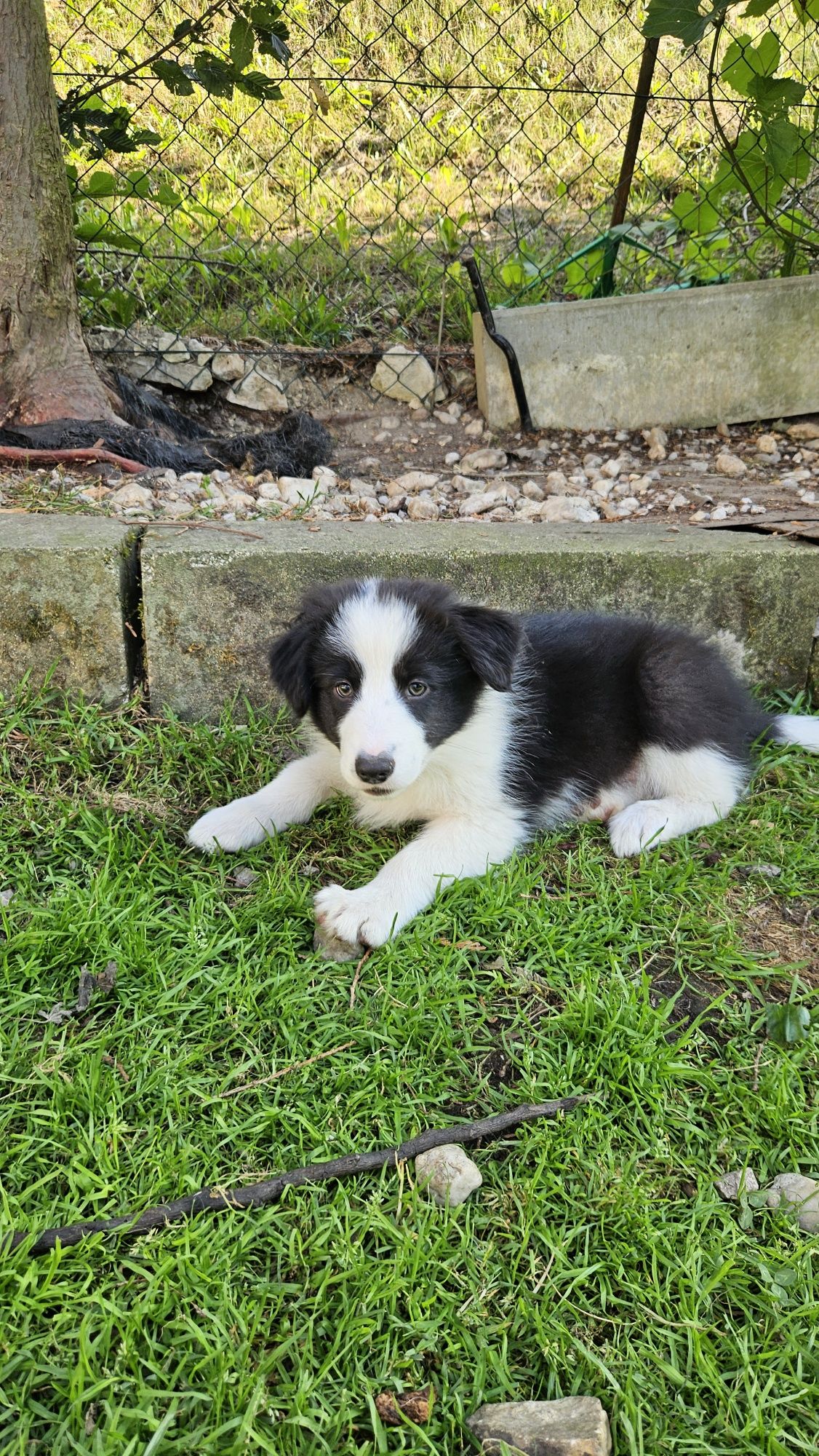 Border Collie szczeniak !