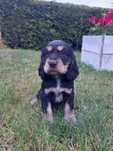 Cocker spaniel SUCZKA