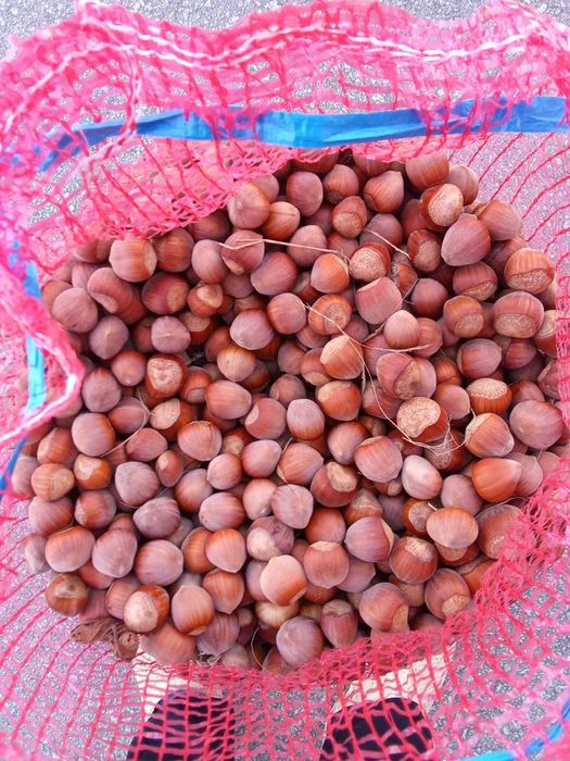 Venda de Avelãs .